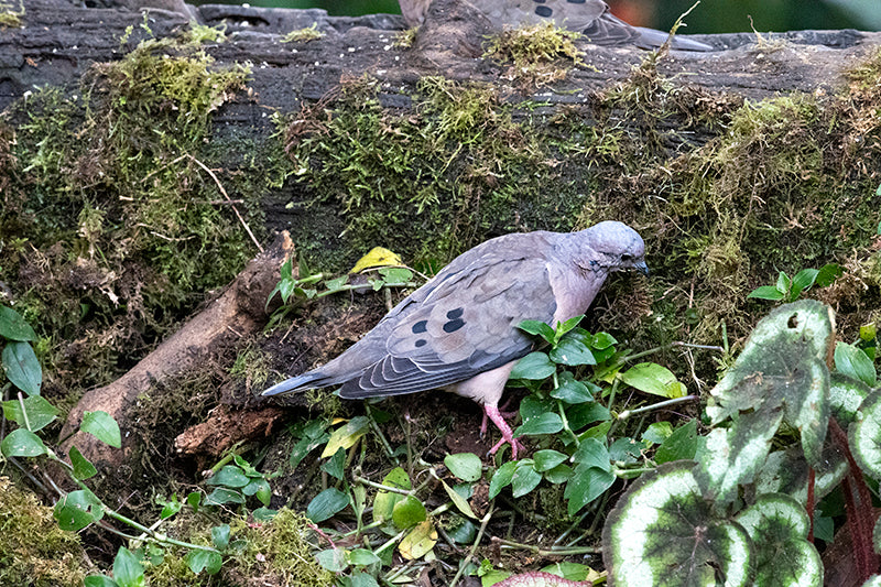 Eared Dove, Torcaza Naguiblanca