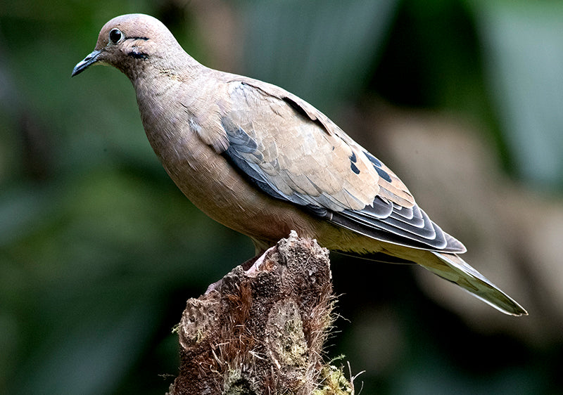 Eared Dove, Zenaida auriculata, Nagüiblanca