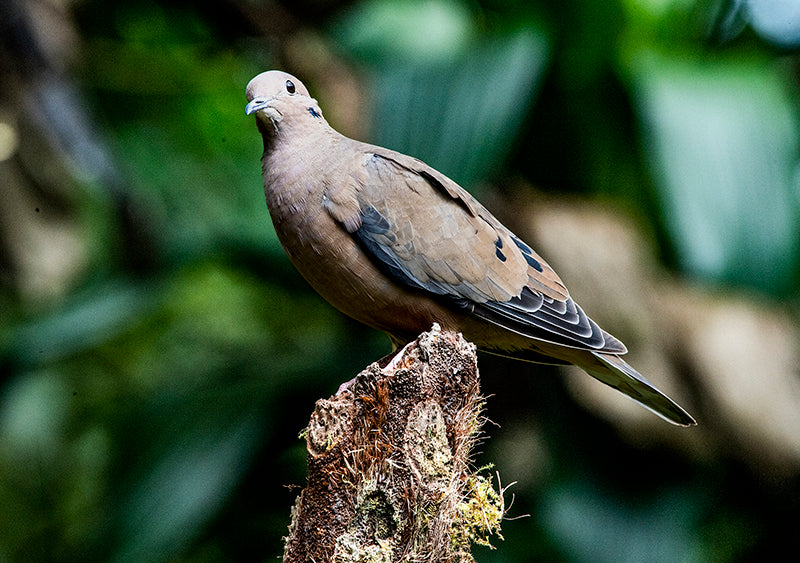 Eared Dove, Zenaida auriculata, Torcaza Naguiblanca