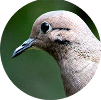 Eared Dove, Zenaida auriculata, Torcaza Naguiblanca