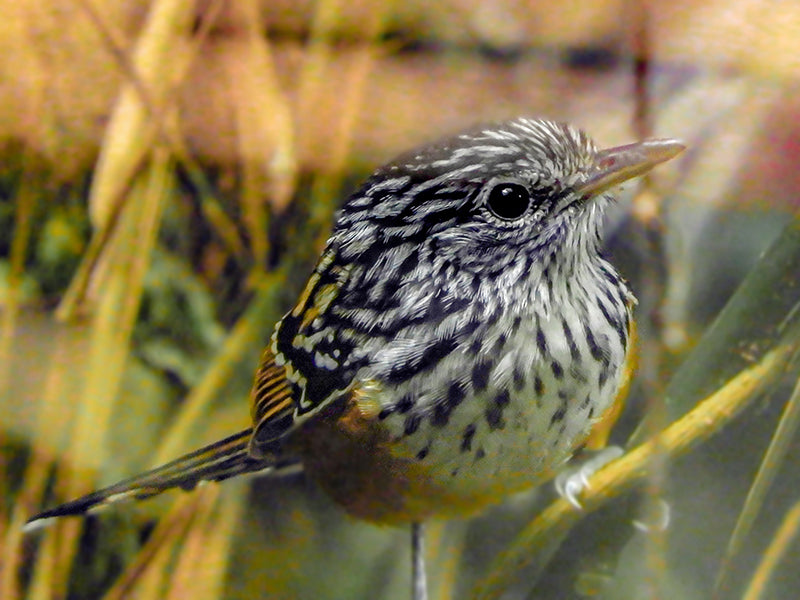 East Andean antbird, Drymophila Caudata, Hormiguerito Rabilargo