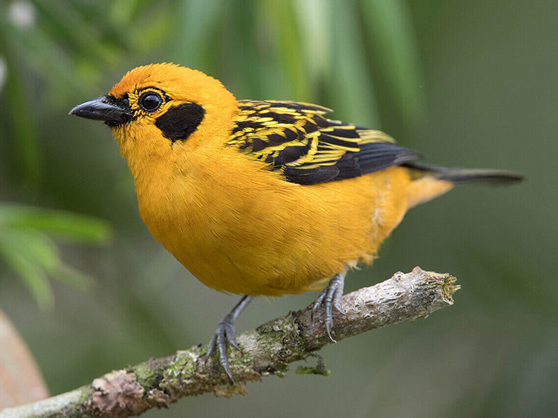 Eastern Golden Tanager, Tangara (arthus) aurulenta, Tangará Dorada