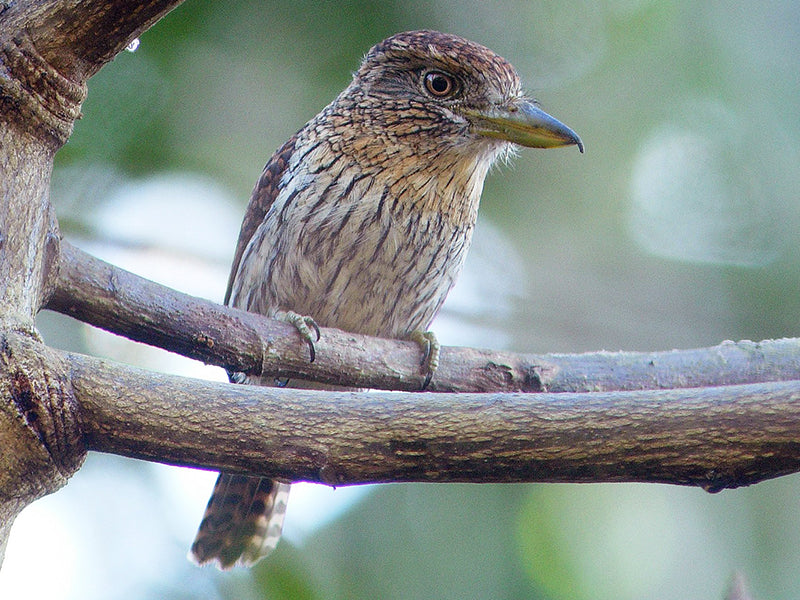 Striolated Puffbird, Nystalus striolatus, Bobo Estriolado