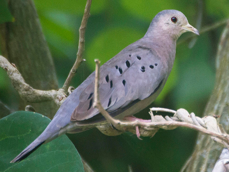 ecuadorian ground dove, Columbina buckleyi, Tortolita Ecuatoriana