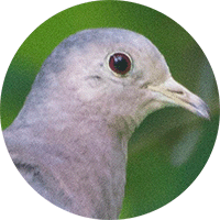 Ecuadorian Ground-dove, Tortolita Ecuatoriana