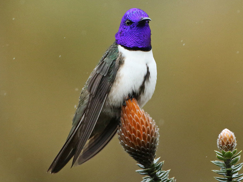 Ecuadorian Hillstar, Oreotrochilus chimborazo, Colibrí del Chimborazo
