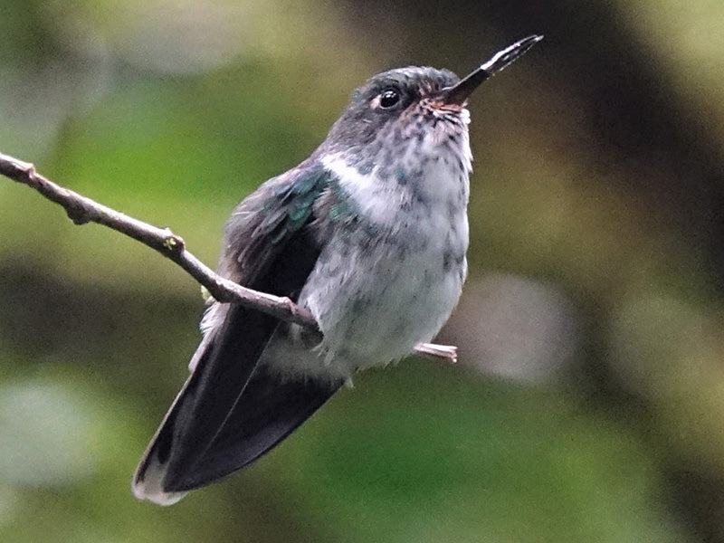 Ecuadorian Piedtail, Phlogophilus hemileucurus, Colibrí Ecuatoriano