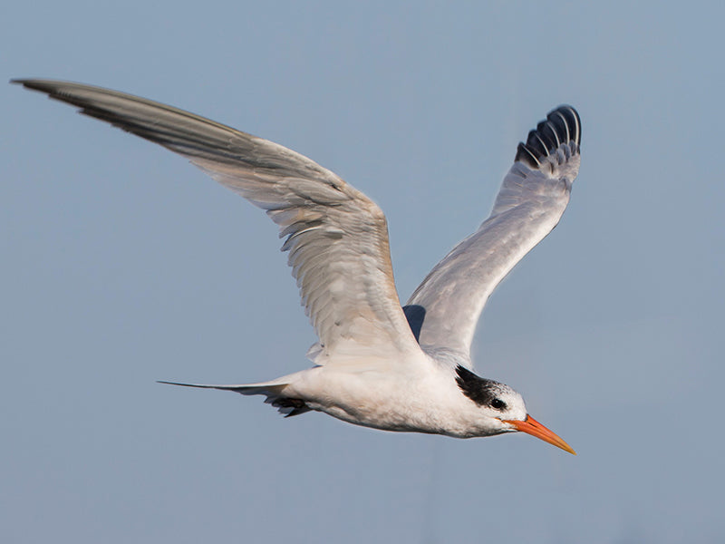 Elegant Tern, Thalasseus elegans, Gaviotín Elegante