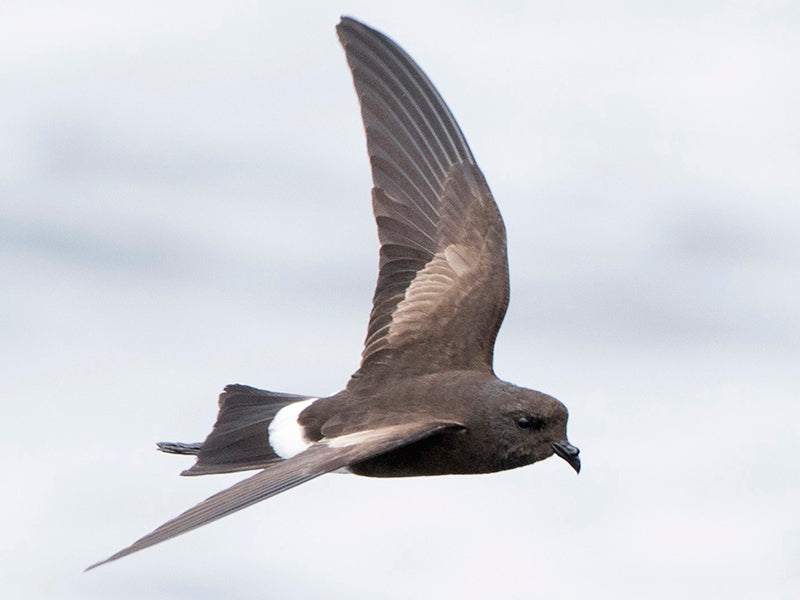 White-vented Storm-petrel (Elliot’s), Oceanites gracilis, Paiño de Elliot