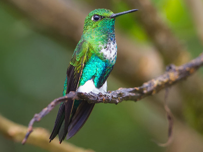 Emerald-bellied Puffleg, Eriocnemis aline, Calzoncitos Diminuto