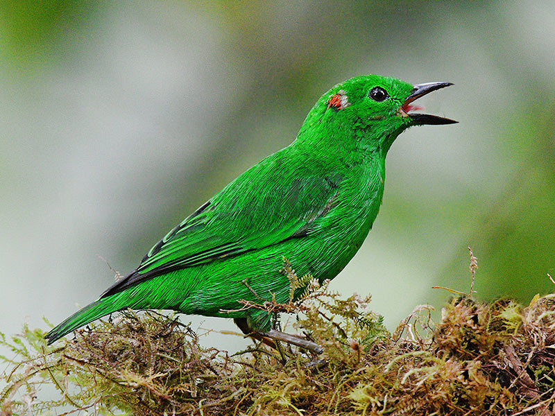 Emerald TanagerTangara florida, Tangará Esmeralda