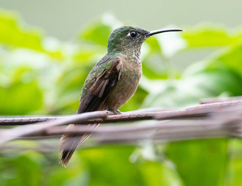 Empress Brilliant, Heliodoxa imperatrix, Diamante Emperador