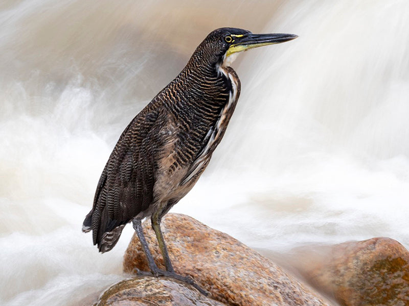 Fasciated-tiger Heron, Tigrisoma fasciatum, Vado Cabecinegro