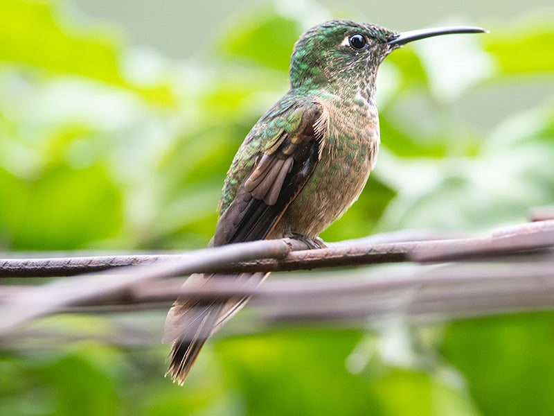 Fawn-breasted Brilliant, Heliodoxa rubinoides, Diamante Penchigamuza