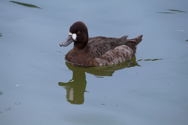 elegant female lesser scaup, elegante pato canadiens