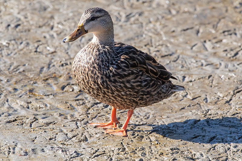 female mallard, Anas platyrhynchos