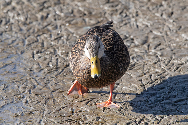 female mallard