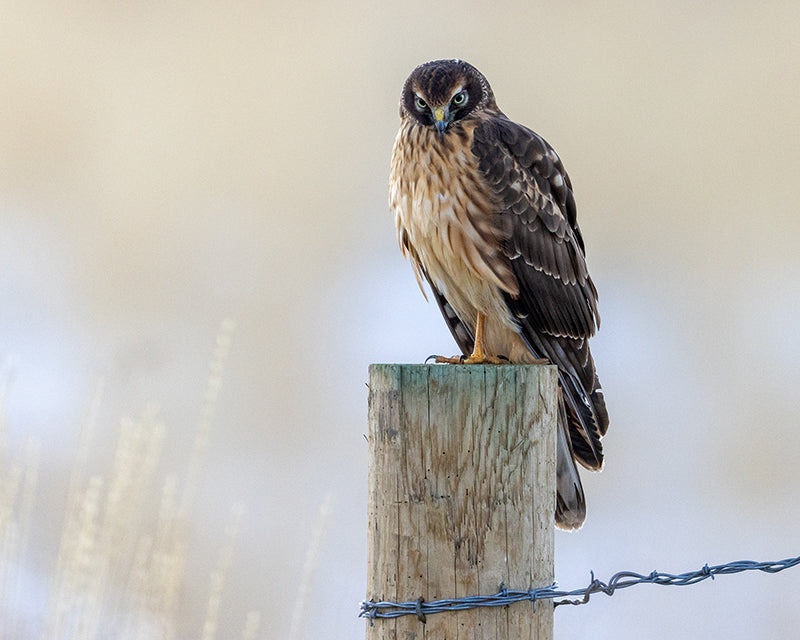 Northern Harrier, Circus hudsonius, Aguilucho Pálido