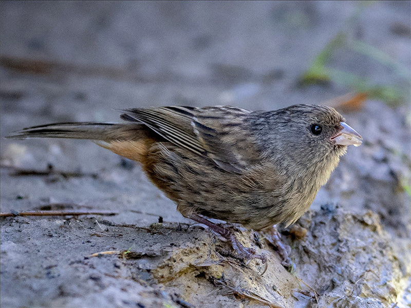 Paramo seedeater, Catamenia homochroa, Semillero de Páramo