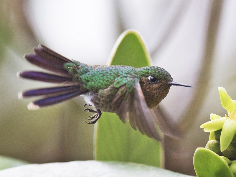 Santa Marta Metaltail, Metallura (tyrianthina) districta, Metalura Colirroja