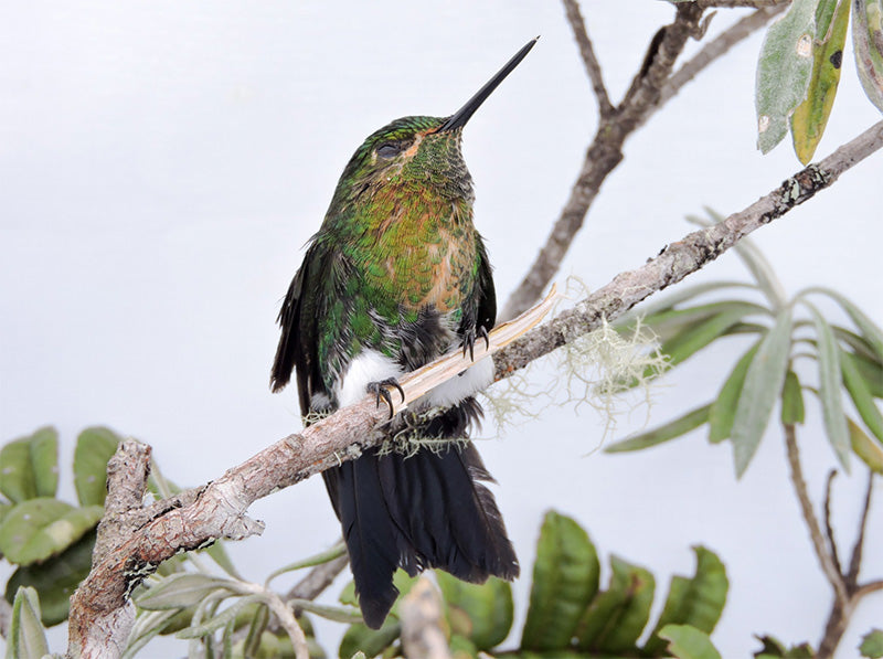 Female Gorgeted Puffleg, Coeligena phalerata,  Inca Coliblanco