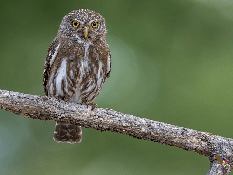 Ferruginous Pygmy-owl, Glaucidium brasilianum, BuhitoFerrugíneo