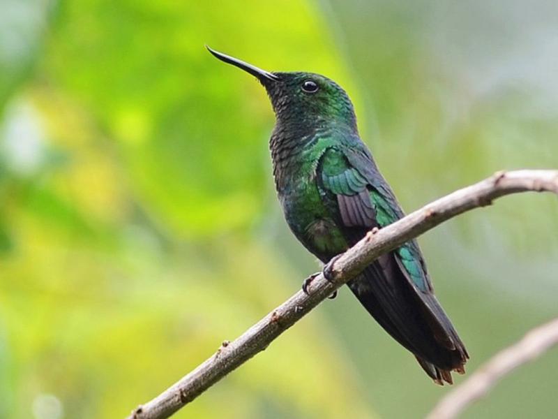 Fiery-tailed Awlbill, Avocettula recurvirostris, Colibrí Piquipunzón