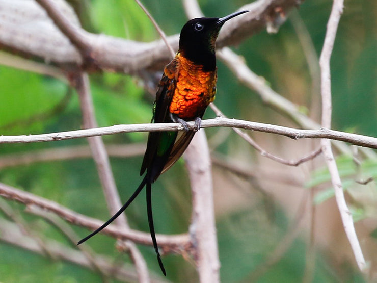 Fiery Topaz Hummingbird Copper-colored Plumage – Birds of Colombia