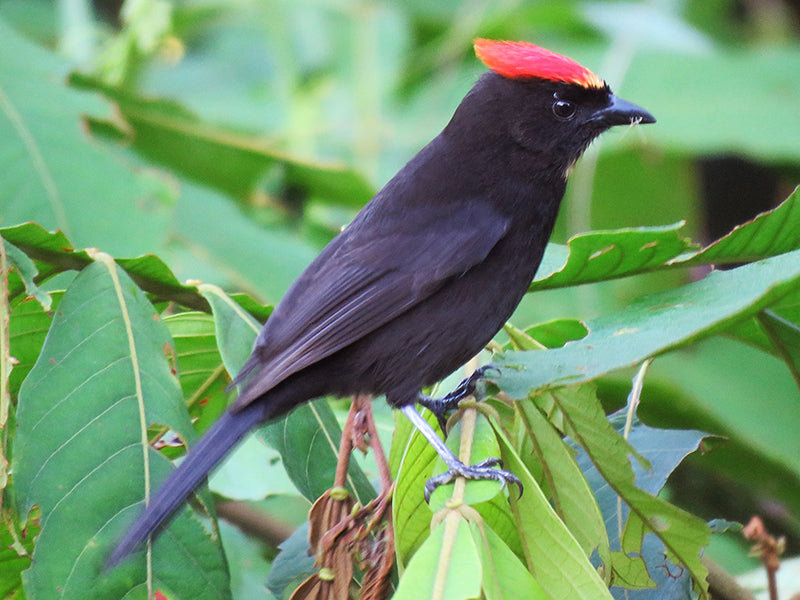 Flame-crested Tanager, Loriotus cristatus,  Parlotero Crestado