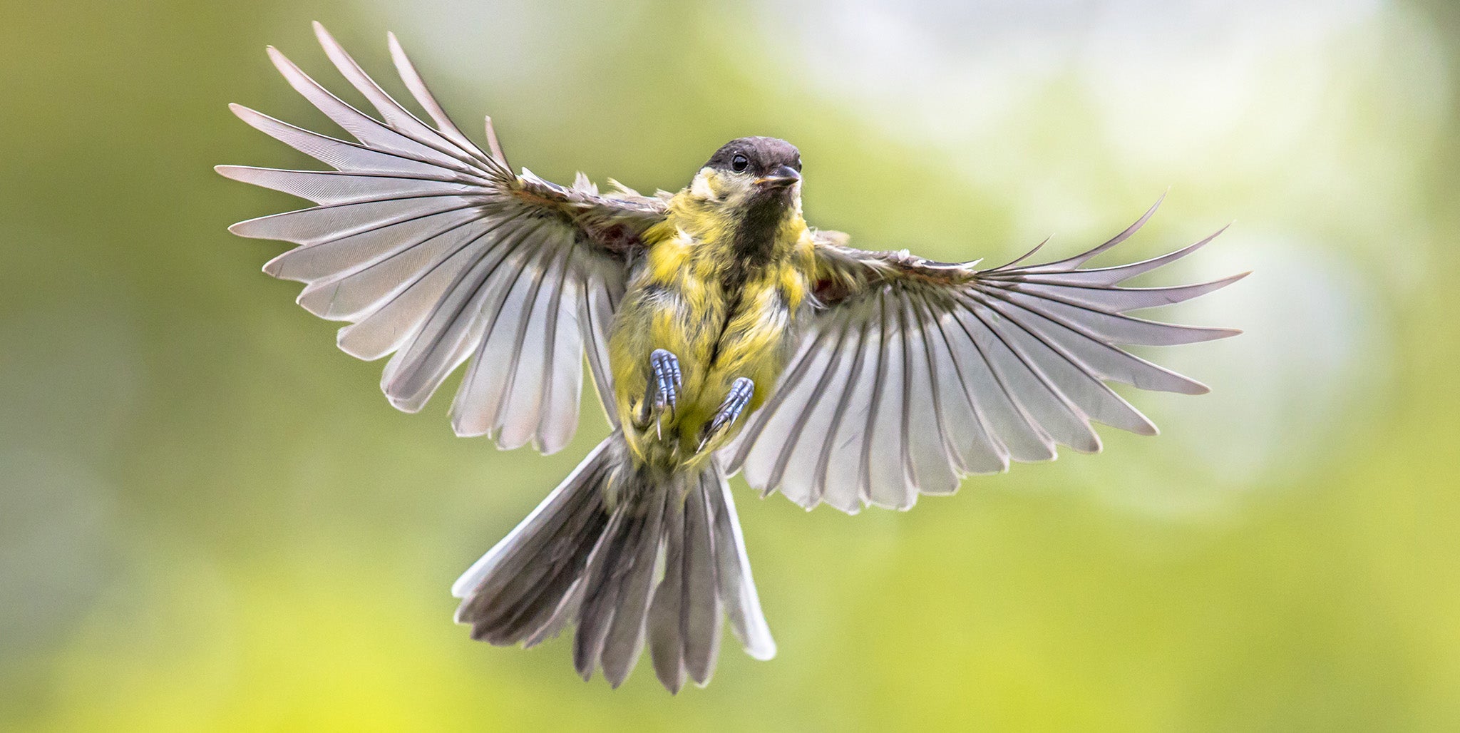 Flight Speeds, Vuelos rápidos de las aves