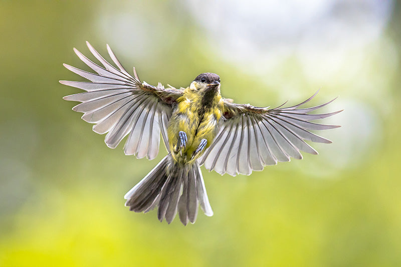 Flight speeds of birds, Vuelos rápidos de los pájaros