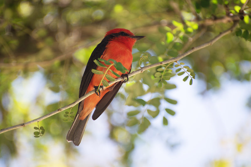 flycatcher, passeriformes, tyrannidae