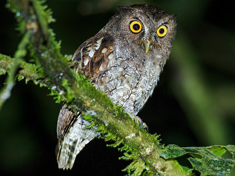 Foothill-screech-owl, Megascops roraimae, Autillo de Colina