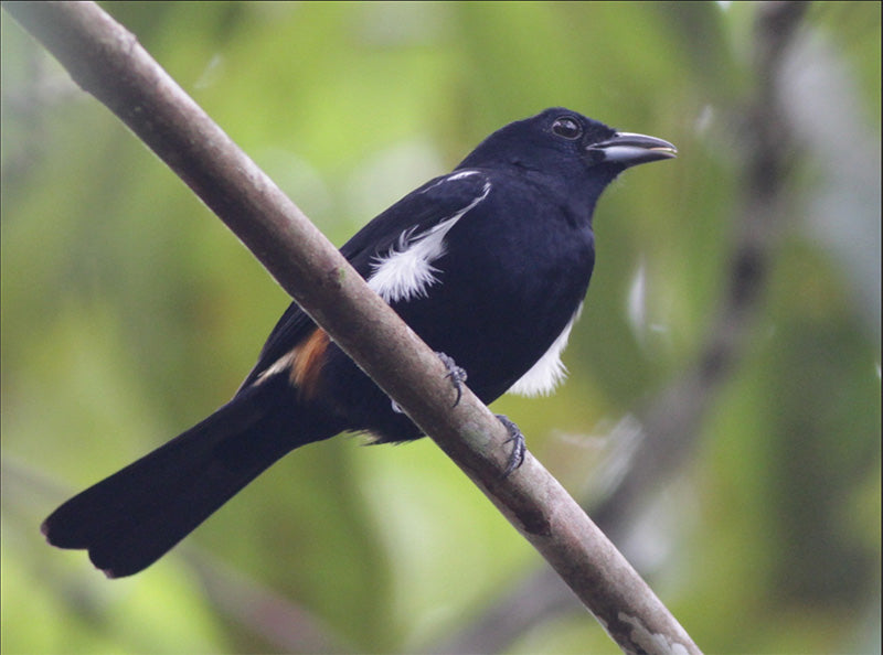 Fulvous-crested Tanager, Maschalethraupis surinama, Parlotero Culiamarillo