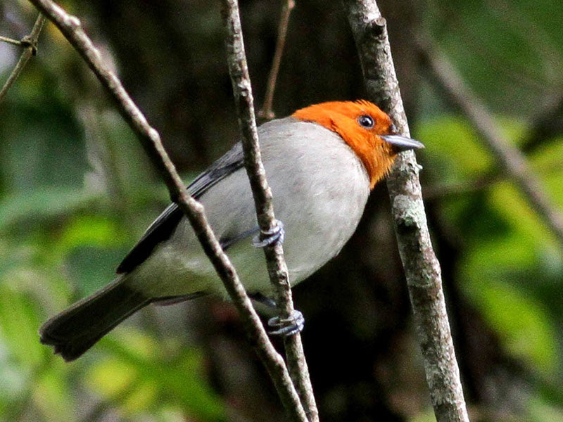 Fulvous-headed Tanager