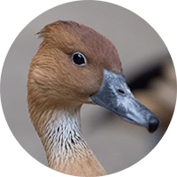 fulvous-whistling-duck-head