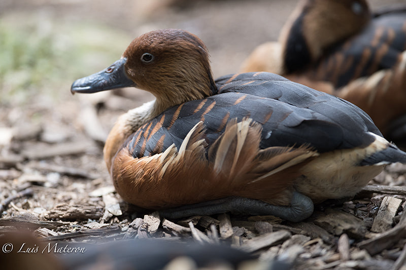 fulvous whistling duck, iguaza maria, Dendrocigna bicolor