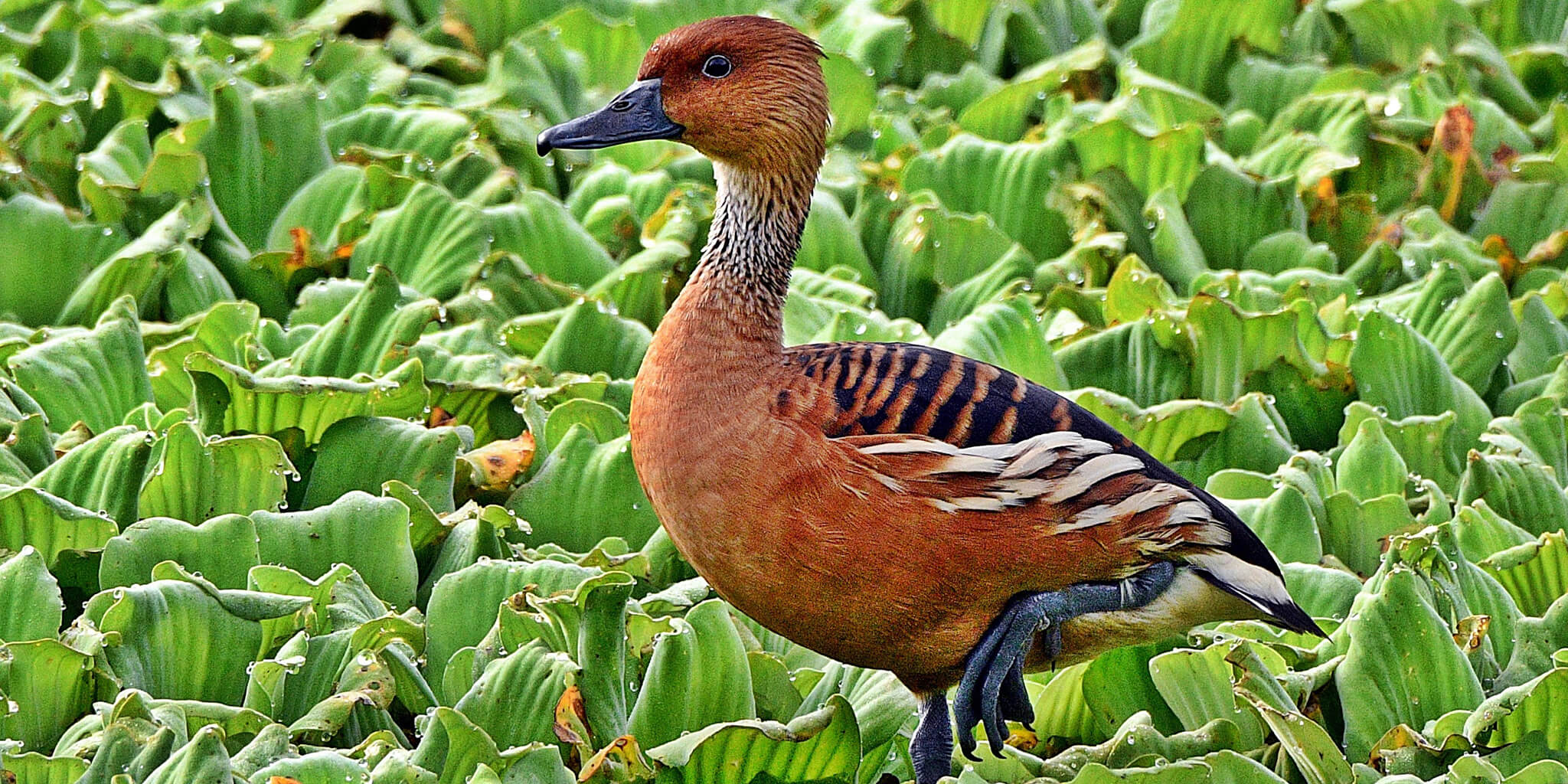 Dendrocygna bicolor, fulvous-whistling-duck