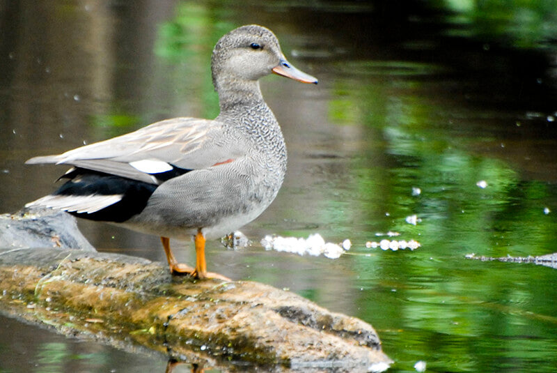 Mareca strepera, gadwall, pato friso
