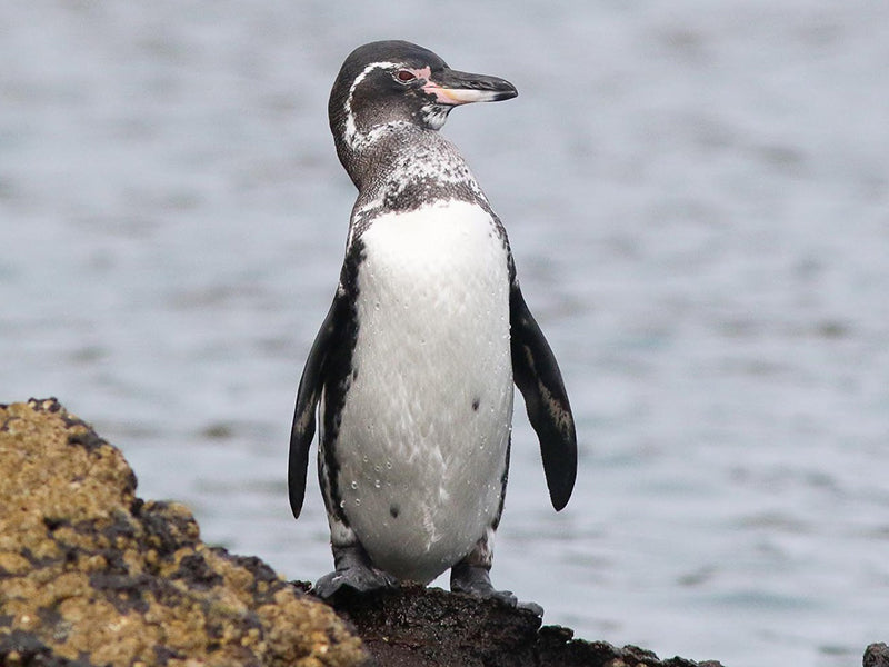 Galapagos Penguin, Spheniscus mendiculus, Pingüino de Galápagos