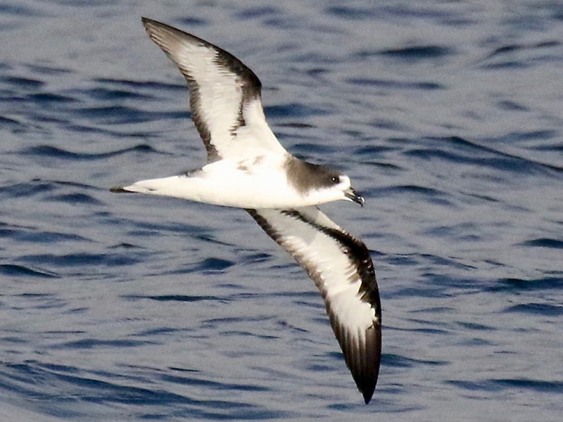 Galapagos Petrel, Pterodroma phaeopygia, Petrel Ecuatoriano