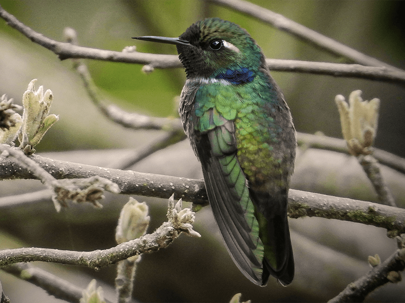 Geoffroy's Daggerbill, Schistes geoffroyi, Colibrí piquicuña