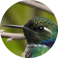 Geoffroy's Daggerbill, Schistes geoffroyi, Colibrí piquicuña