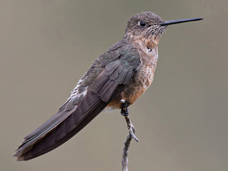 Giant Hummingbird, Patagona gigas, Colibrí Gigante