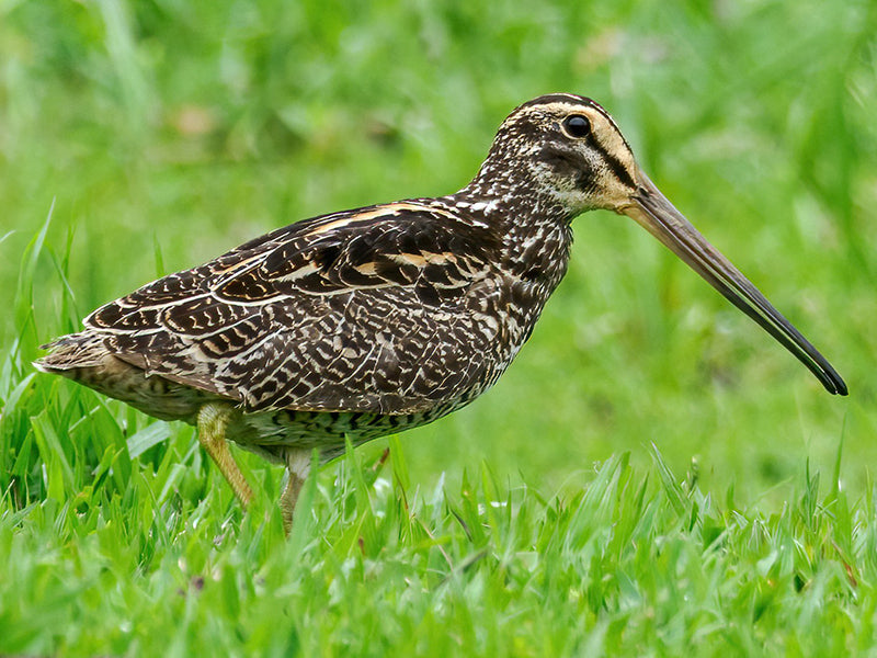 Giant Snipe, Galling undulate, Becasina Gigante