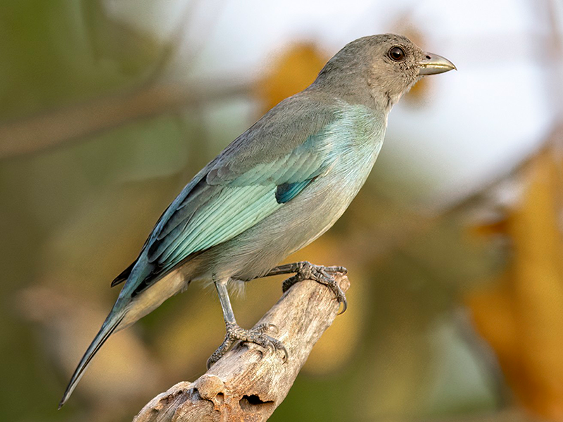 Glaucous-Tanager, Thraupis glaucocolpa, Azulejo Glauco