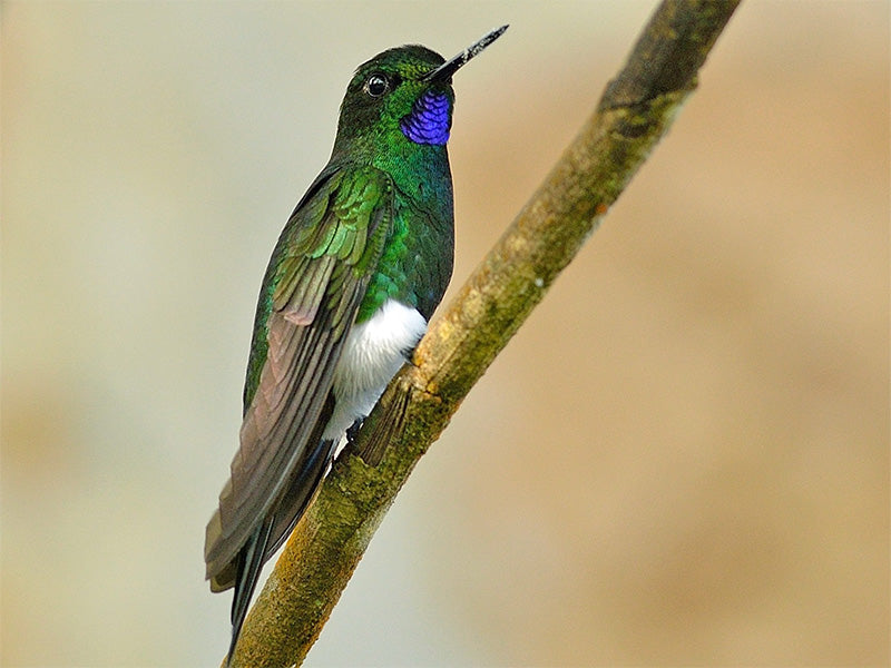 Glowing Puffleg, Eriocnemis vestita, Calzoncitos Relucientes 