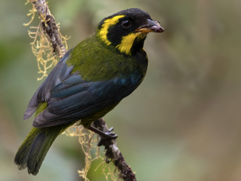 Gold-ringed Tanager, Bangsia aureocincta, Tangará de Tatama