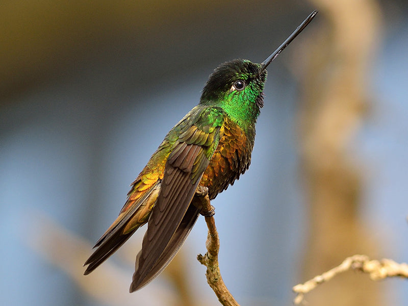 Golden-bellied Startfrontlet, Coeligena bonapartei, Inca Buchidorado