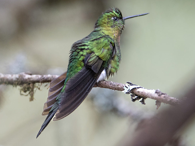 Golden-breasted Puffleg, Eriocnemis mosquera, Calzoncitos Áureo